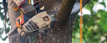 Best Tree Disease Treatment  in Dillon, SC