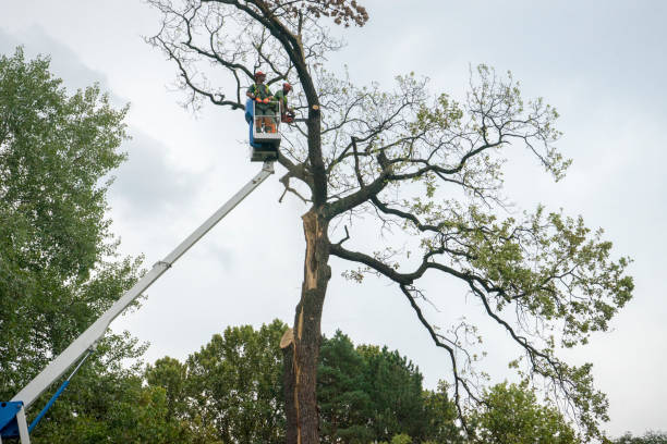 Best Firewood Processing and Delivery  in Dillon, SC