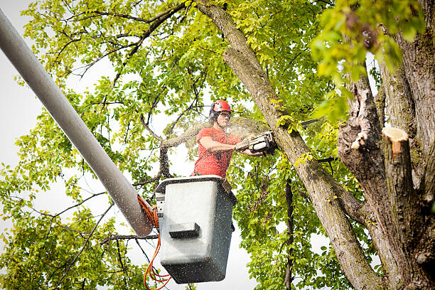 Best Leaf Removal  in Dillon, SC