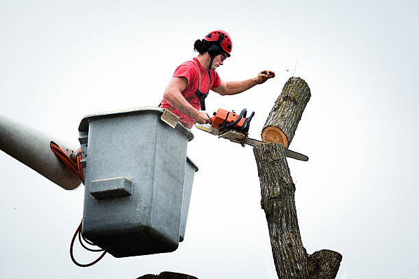 Best Storm Damage Tree Cleanup  in Dillon, SC