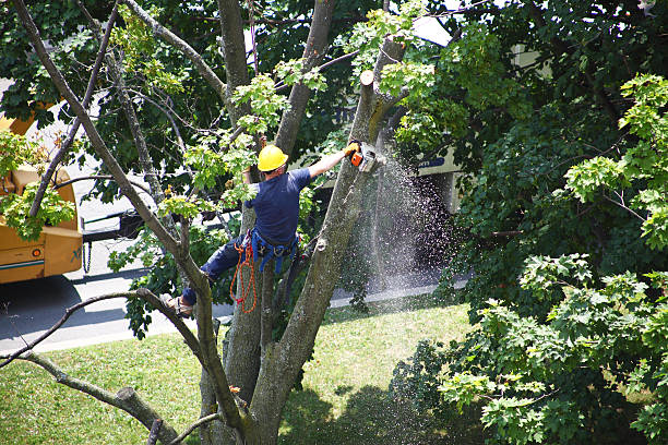 Best Residential Tree Removal  in Dillon, SC