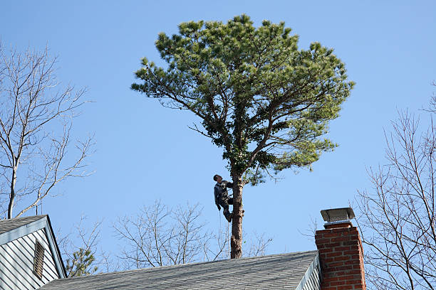 Best Hedge Trimming  in Dillon, SC