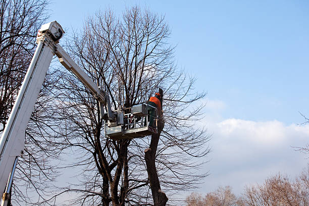 Best Commercial Tree Removal  in Dillon, SC