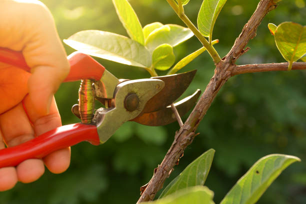  Dillon, SC Tree Removal Services Pros